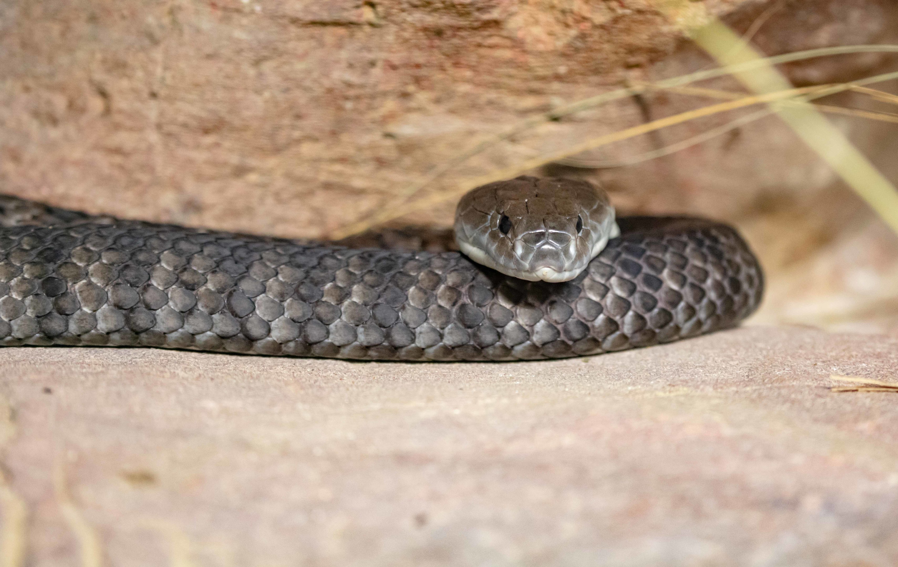 Tiger Snake