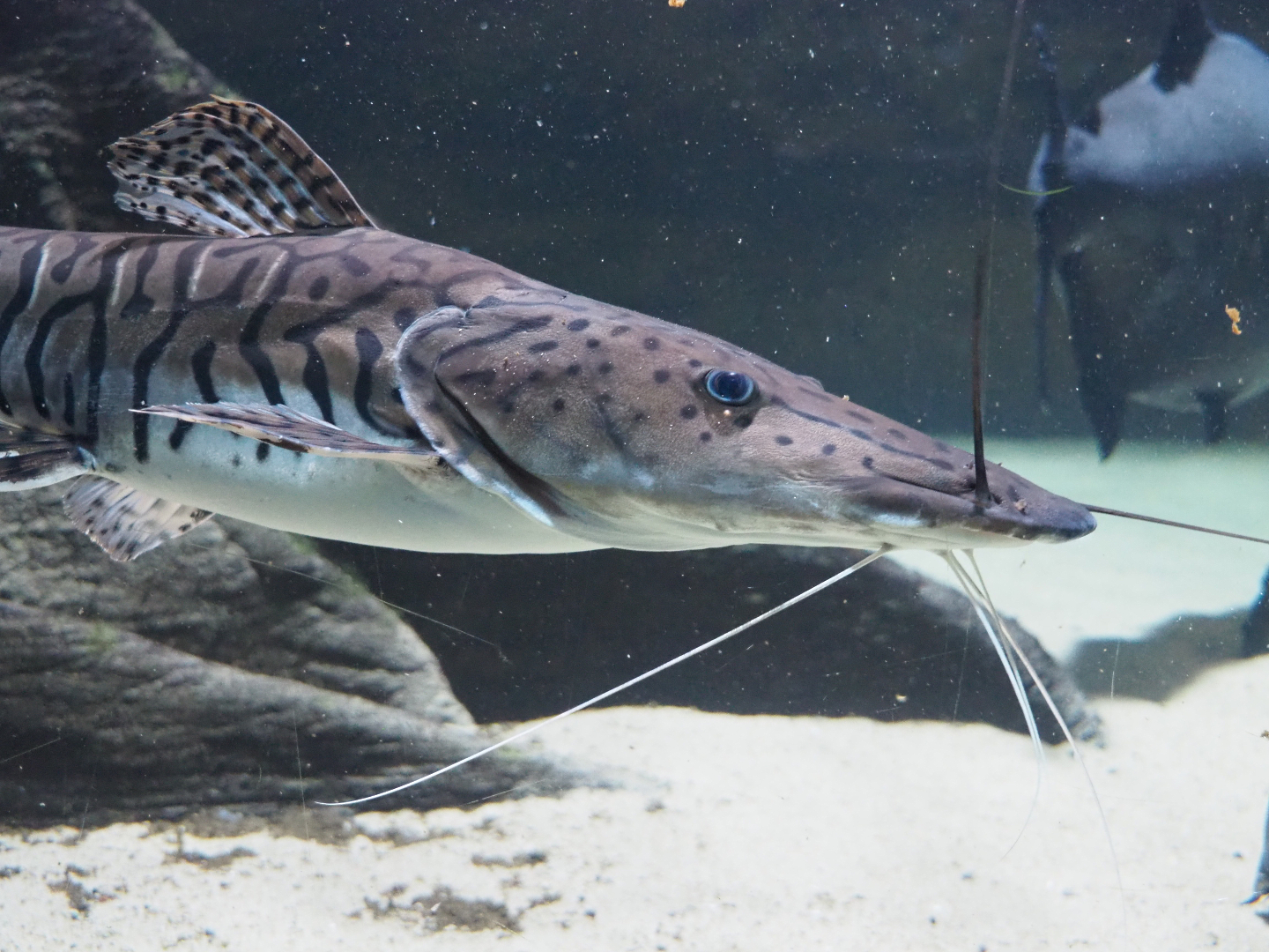 Tiger sorubim catfish (Pseudoplatystoma tigrinum), 2020-06-28