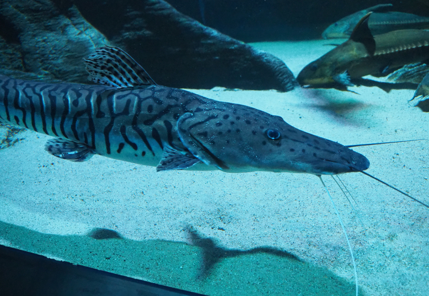 Tiger sorubim (Pseudoplatystoma tigrinum), 2019-12-30