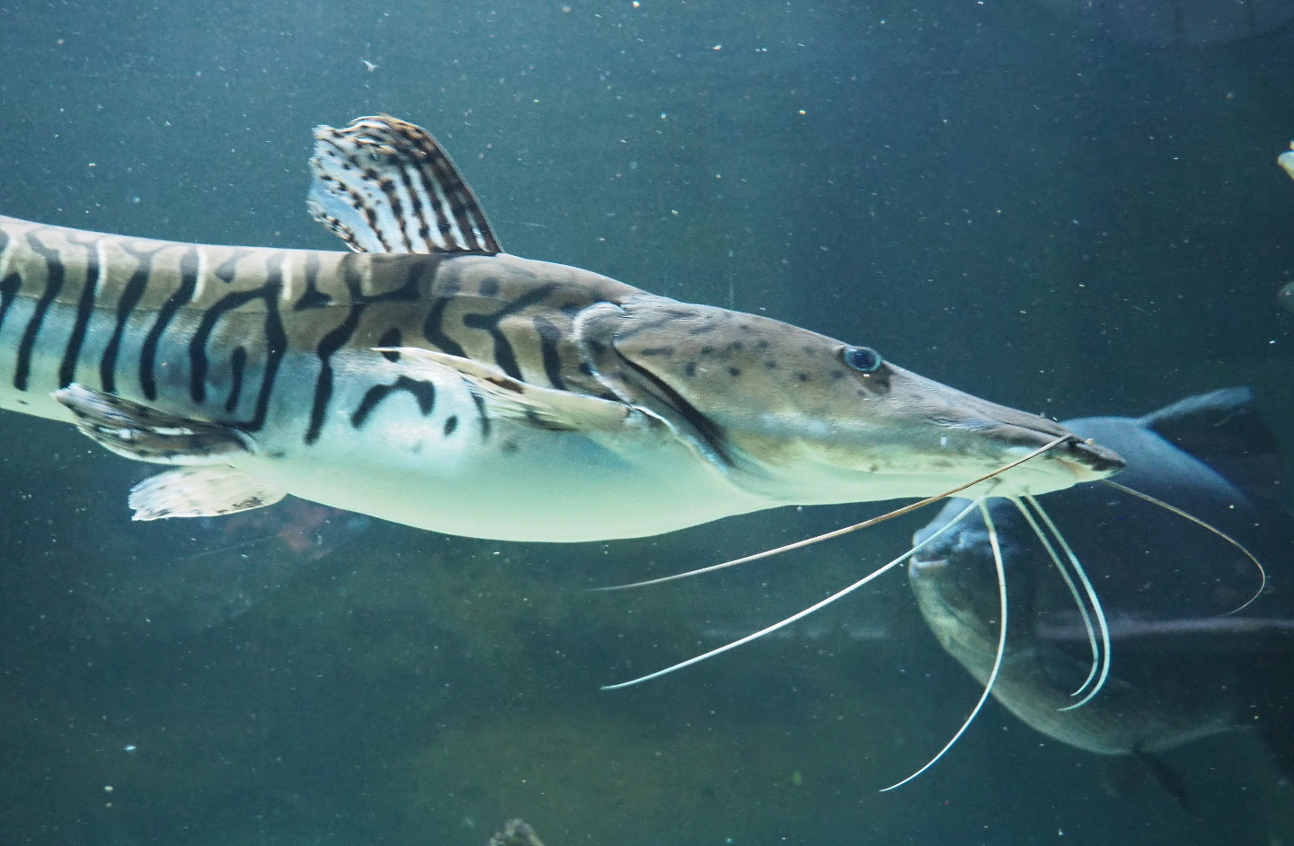 Tiger sorubim (Pseudoplatystoma tigrinum), 2021-06-12