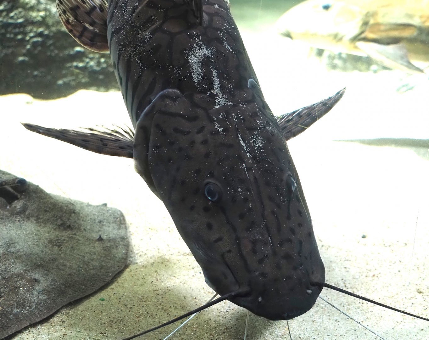 Tiger sorubim (Pseudoplatystoma tigrinum), 2024-03-09