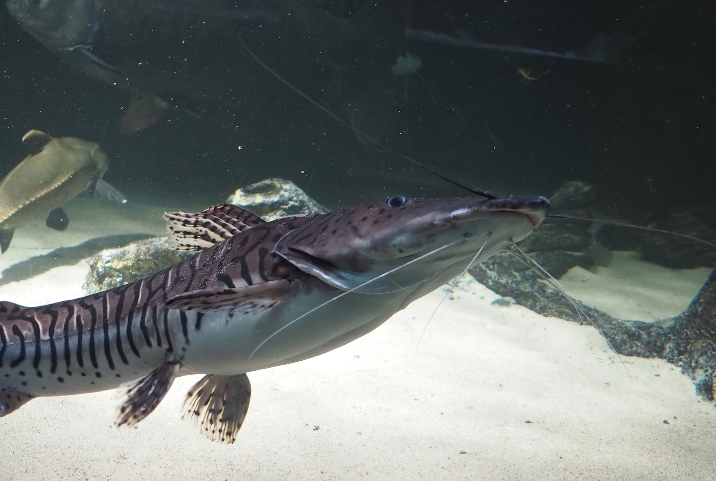 Tiger sorubim (Pseudoplatystoma tigrinum), 2024-03-09