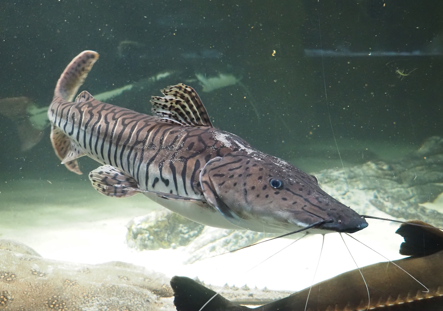 Tiger sorubim (Pseudoplatystoma tigrinum), 2024-03-09