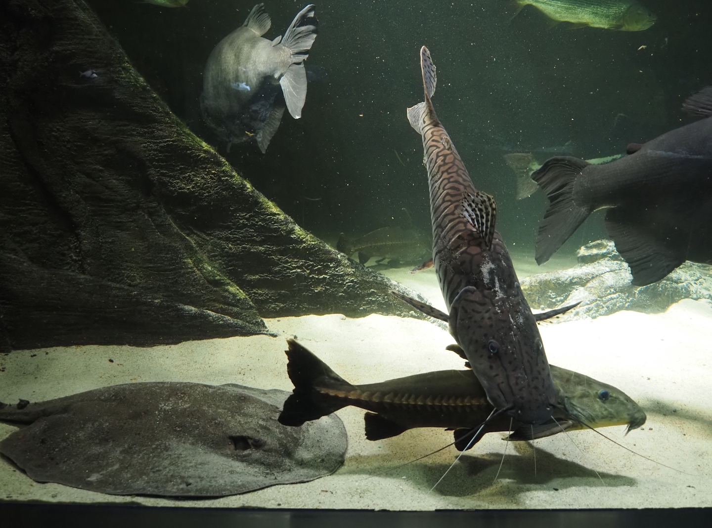Tiger sorubim (Pseudoplatystoma tigrinum), Ripsaw catfish (Oxydoroas niger) and Ocellated river stingray (Potamotrygon motoro), 2024-03-09