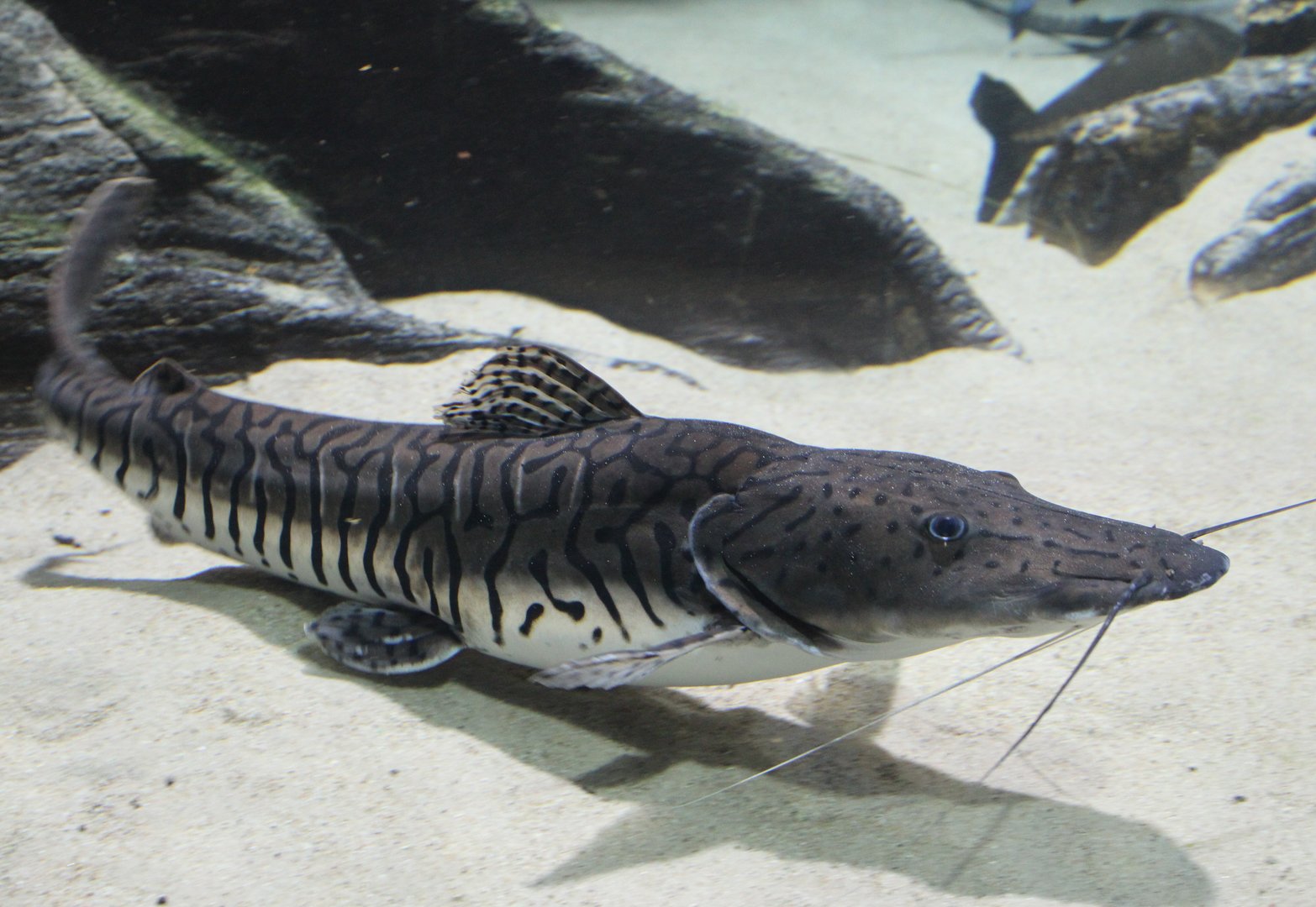 Tiger sorubim - Pseudoplatystoma tigrinum