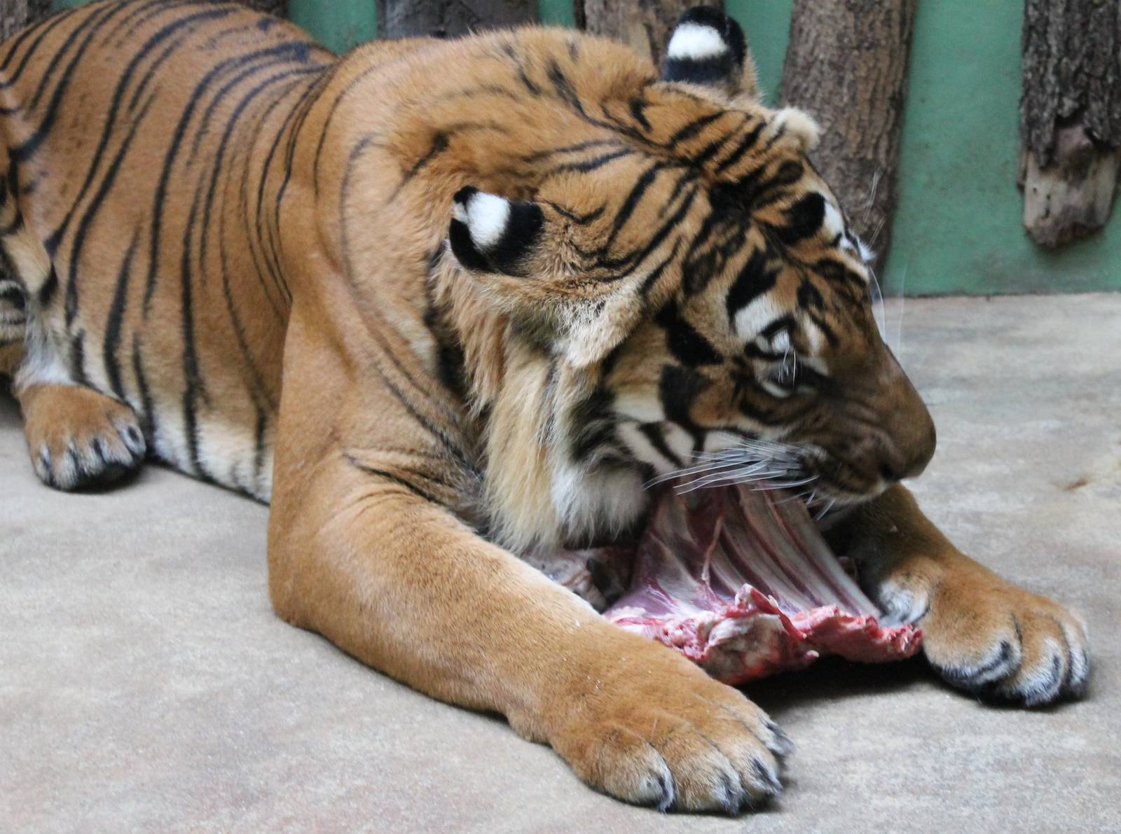 Tiger species