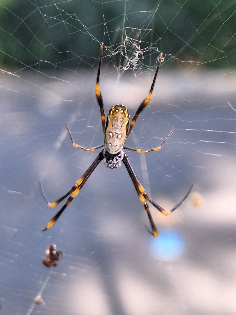 Tiger Spider (Trichonephila plumipes)