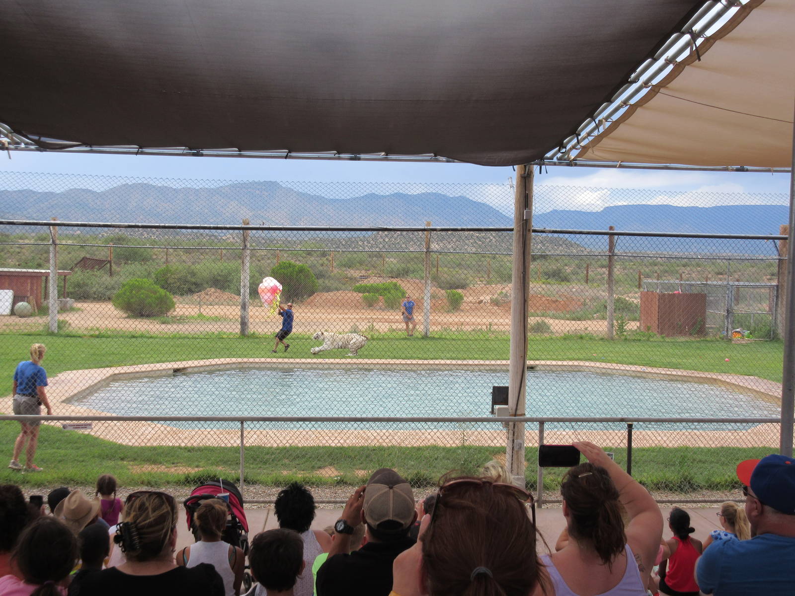 Tiger Splash Show