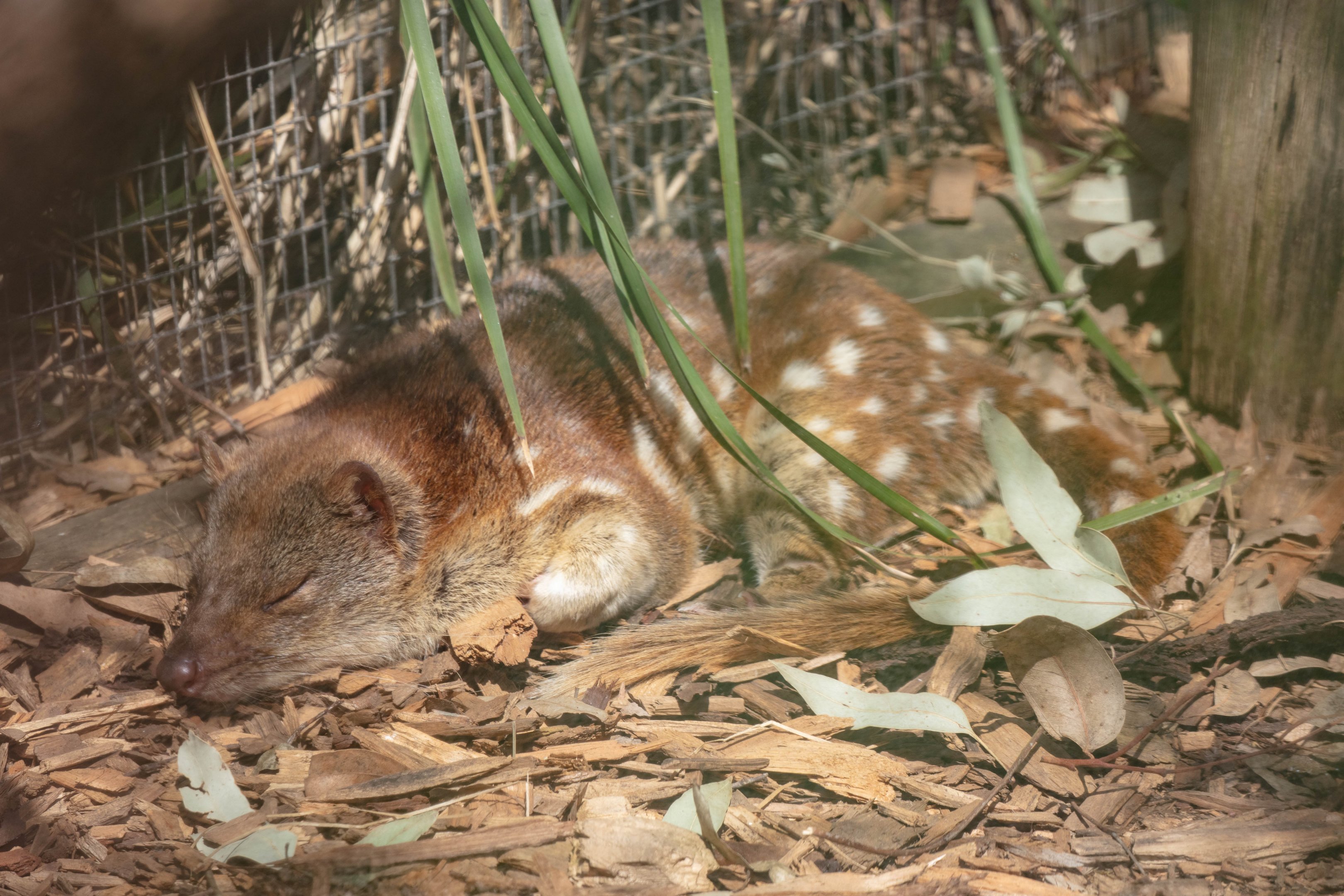 Tiger (Spotted-tail) Quoll