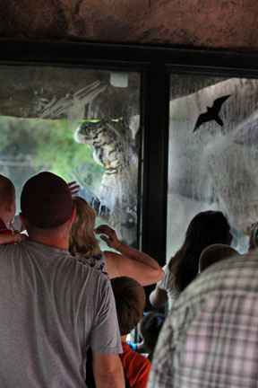 tiger standing at glass