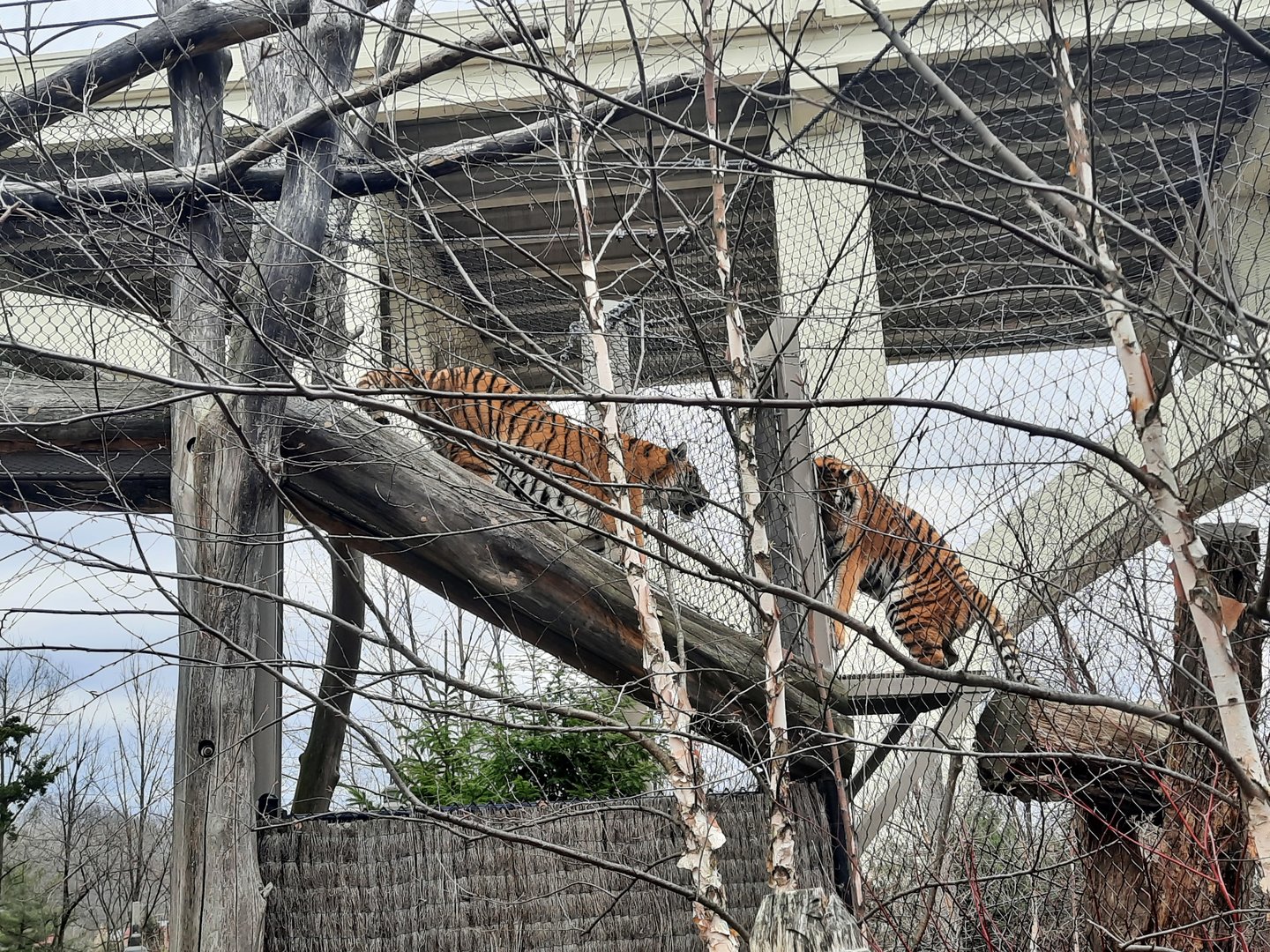 Tiger Standoff