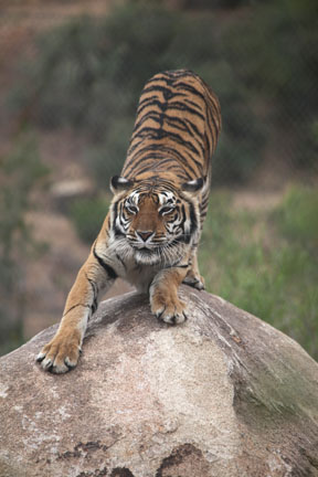 tiger stretching on rock