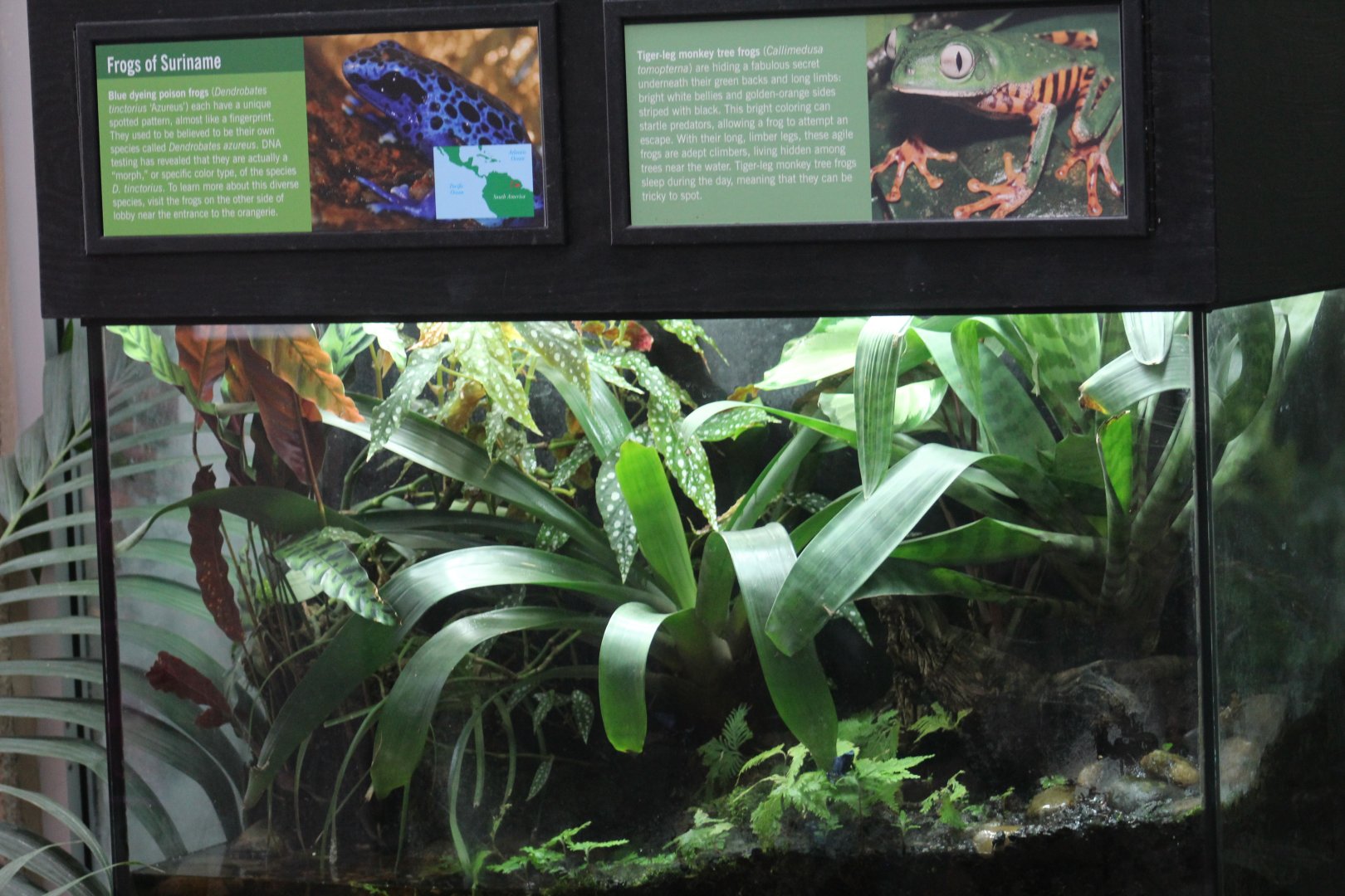 Tiger-Striped Leaf Frog & Blue PDF Terrarium