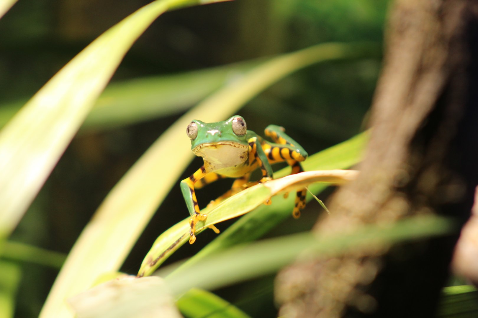 Tiger-Striped Leaf Frog
