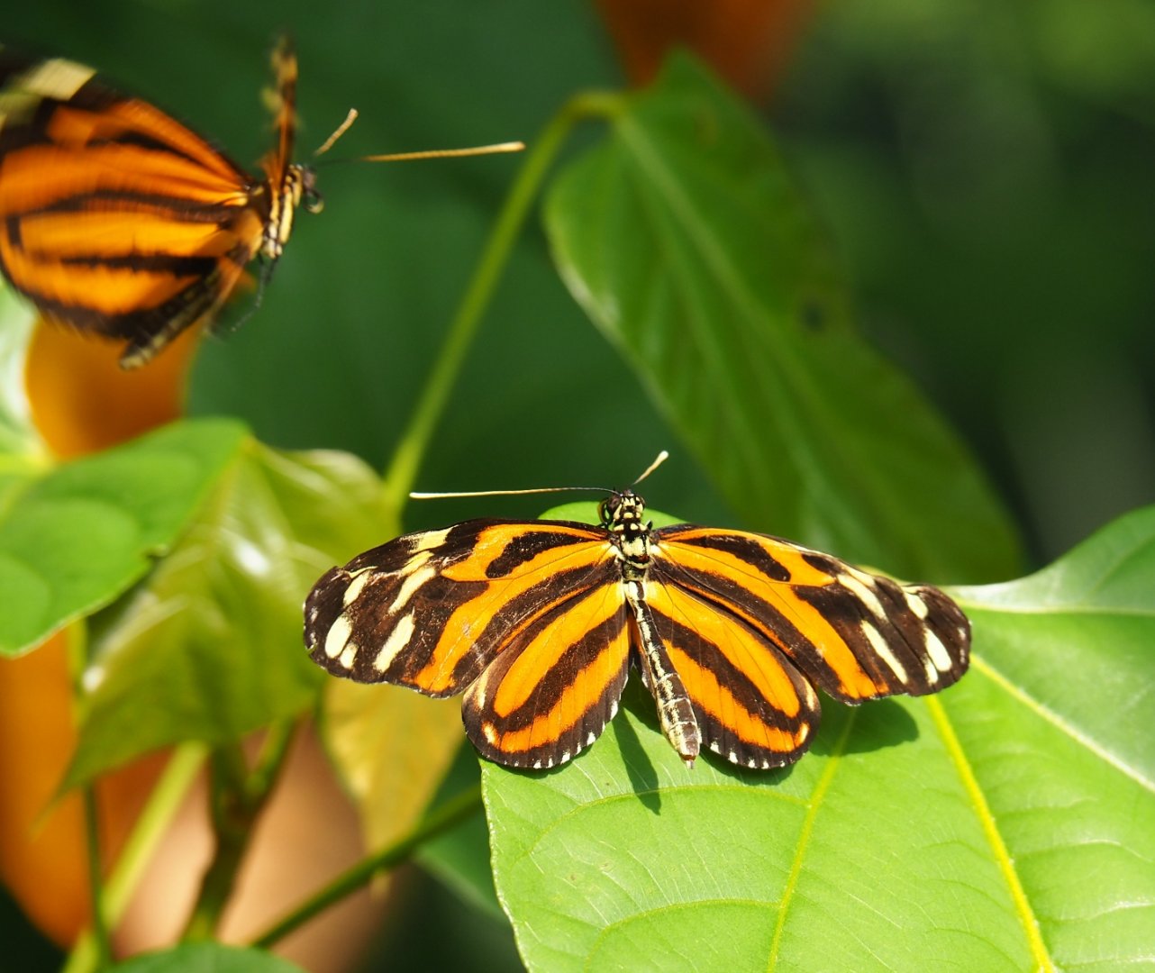 Tiger-striped longwing (Heliconius ismenius), Sep 16th, 2018