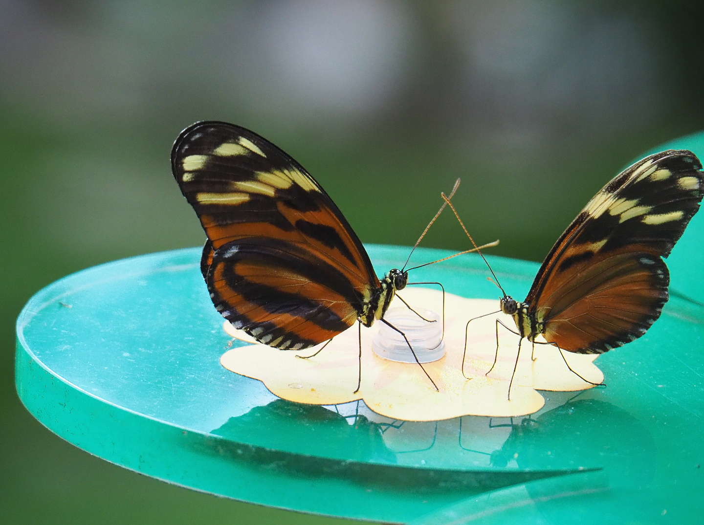 Tiger-striped longwings (Heliconius ismenius), 2021-07-17