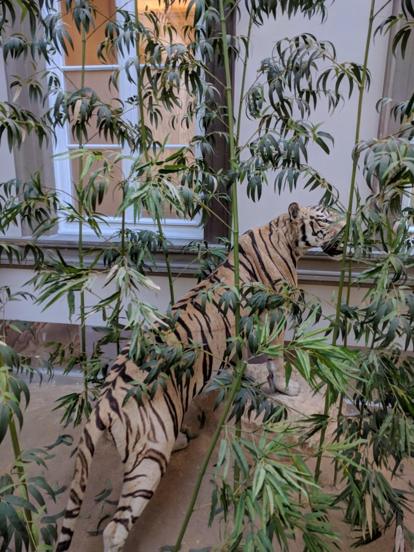 Tiger Stuttgart Natural History Museum 2019