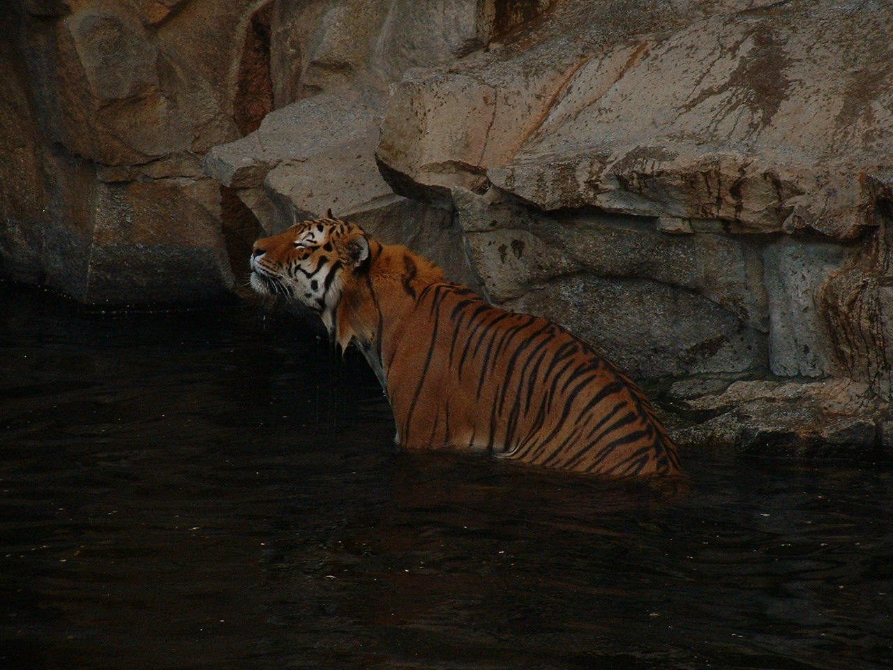 Tiger (sub)species?
