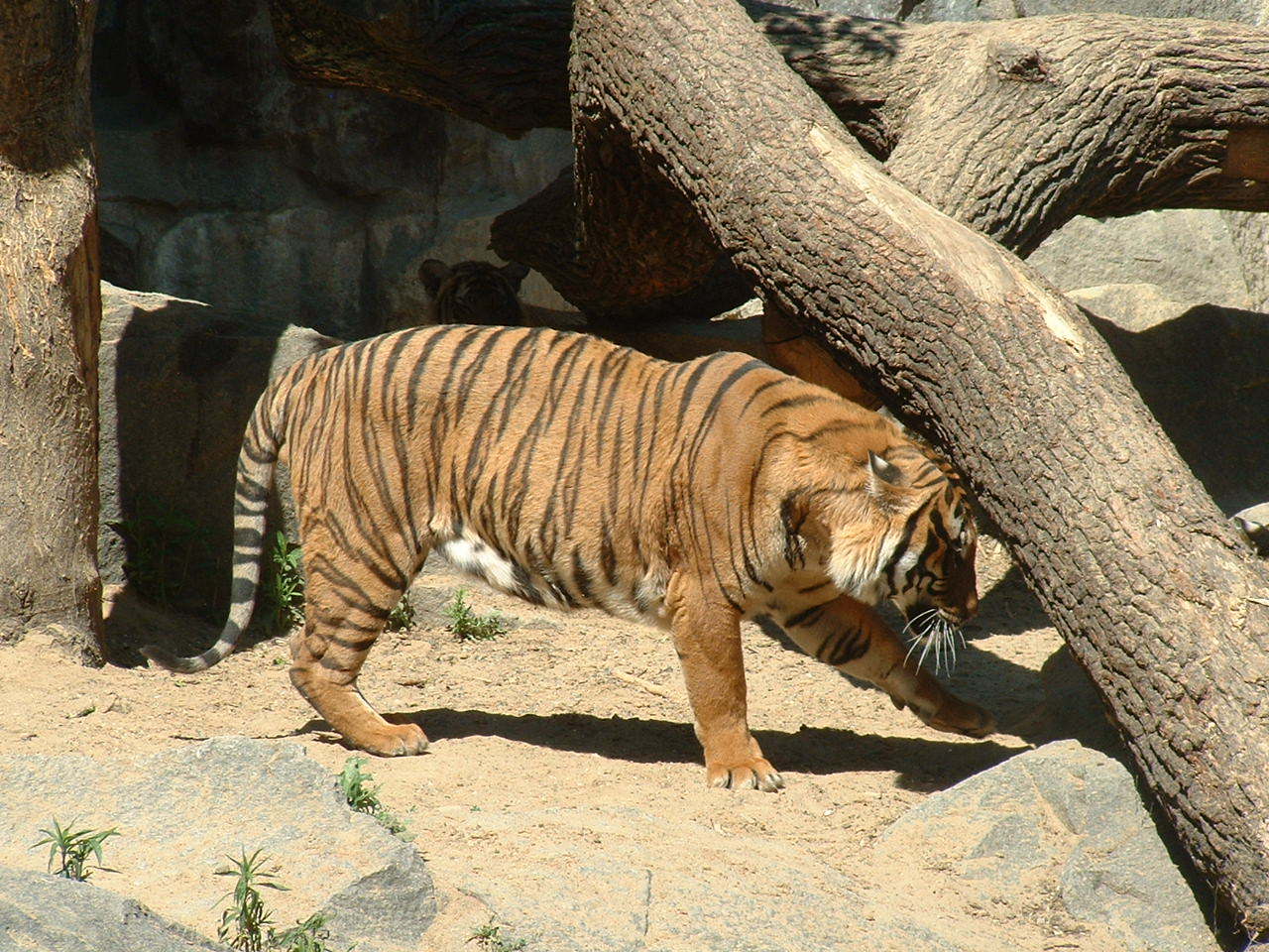 Tiger (sub) species?