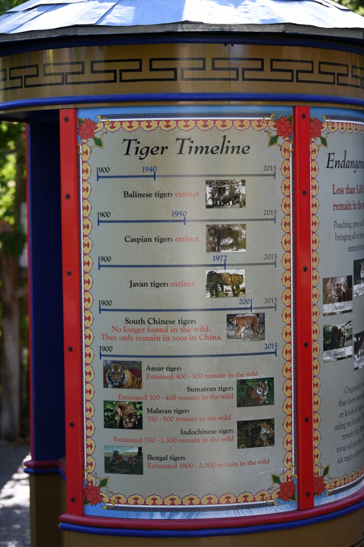 tiger subspecies sign