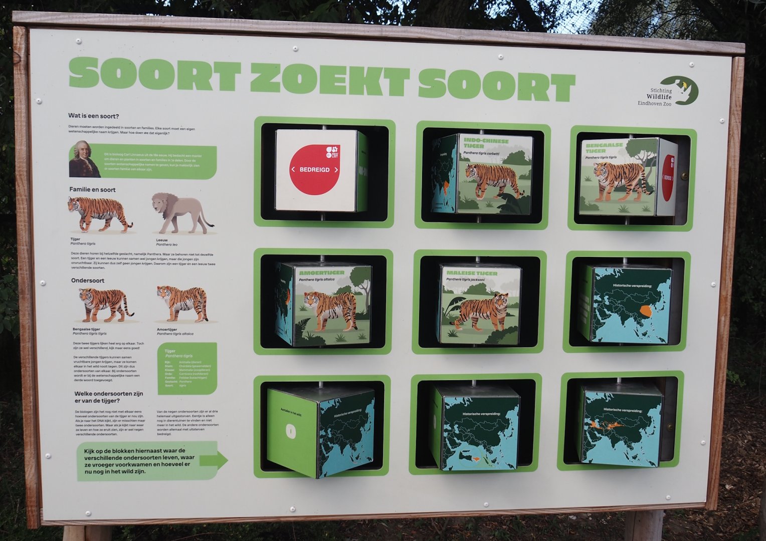 Tiger subspecies signage with an introduction to taxonomy, 2025-08-24