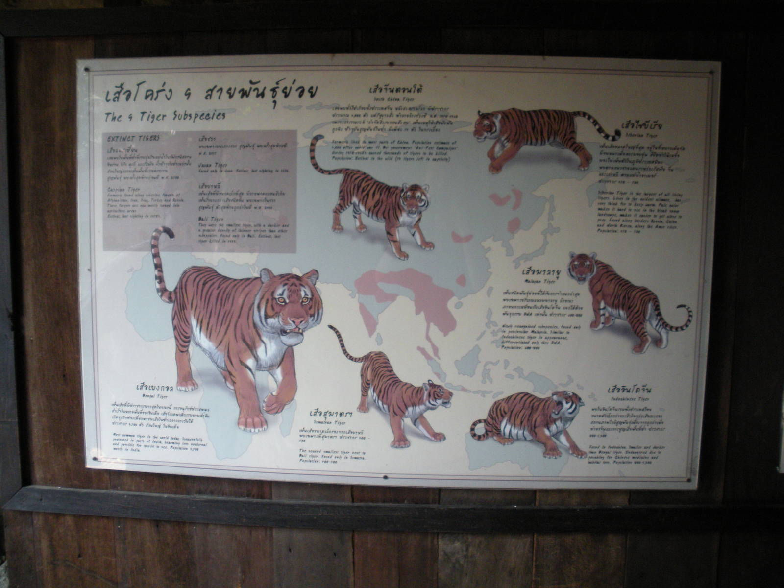 Tiger Subspecies signage