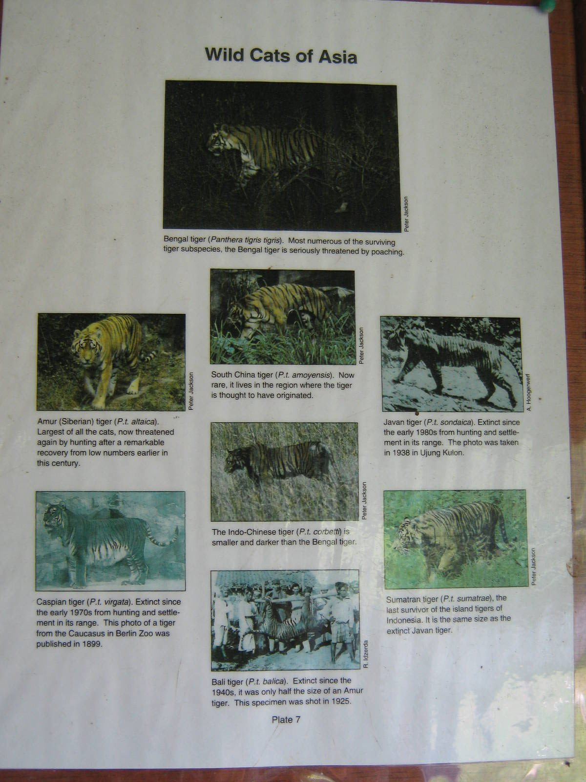 tiger subspecies signage