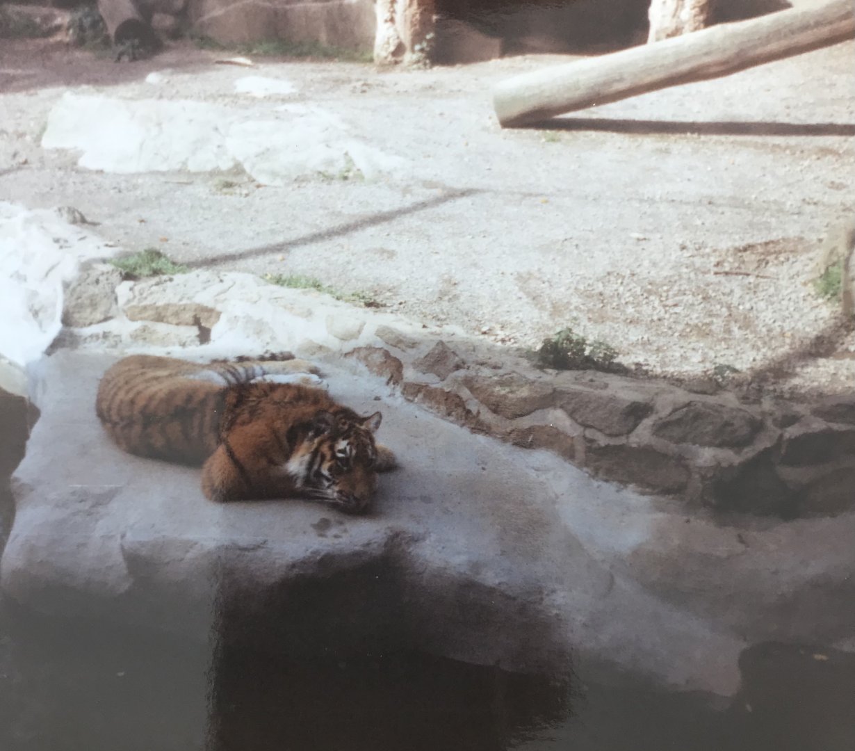 Tiger (sumatran?) 1990s