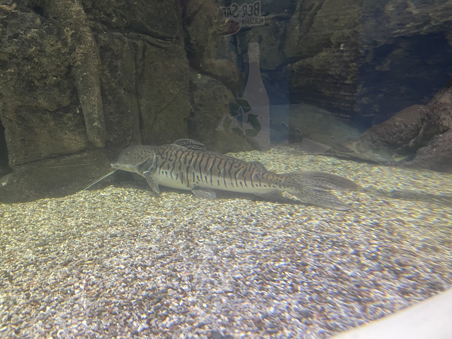 tiger surobim (pseudoplatystoma tigrinum)