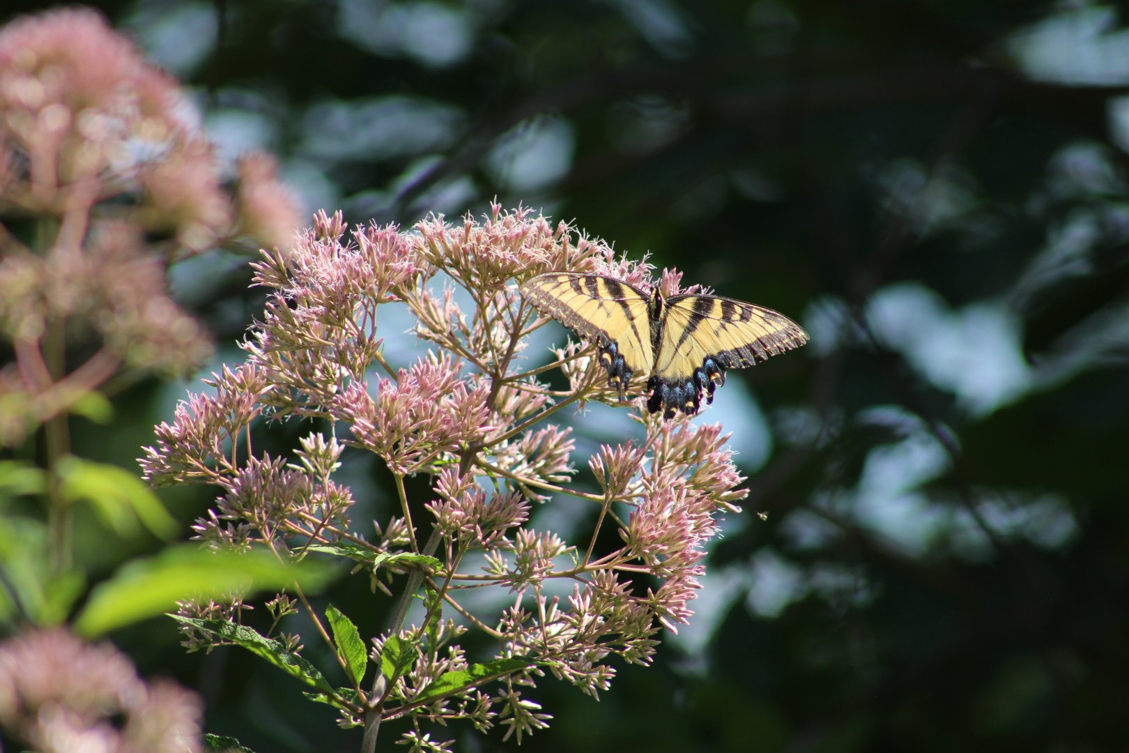 Tiger Swallowtail in the Butterfly Garden