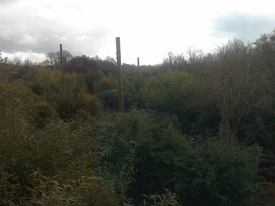 Tiger Taiga - 21/02/15