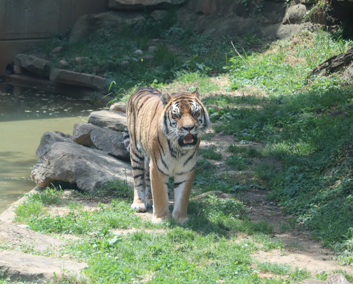 Tiger Taiga - Amur Tiger