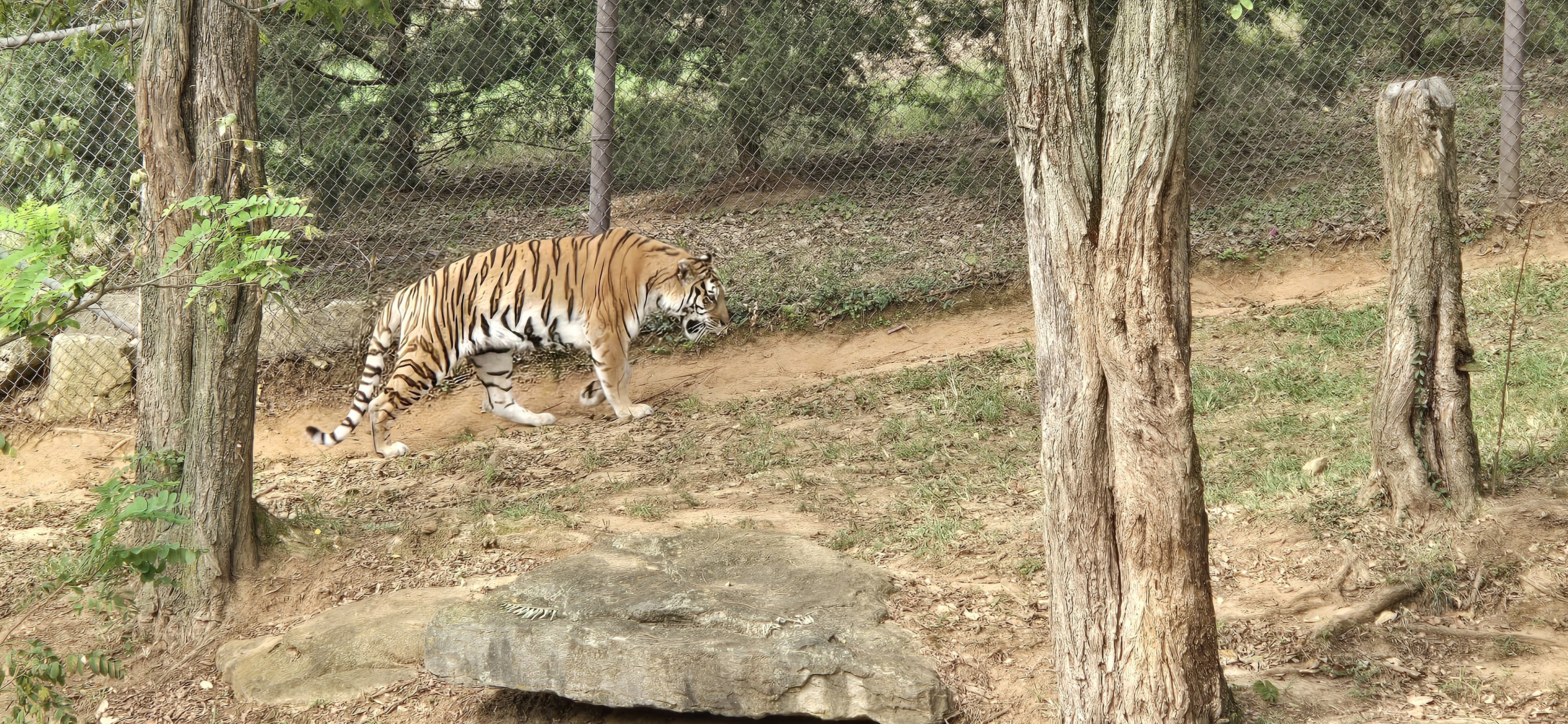 Tiger Taiga - Amur tiger