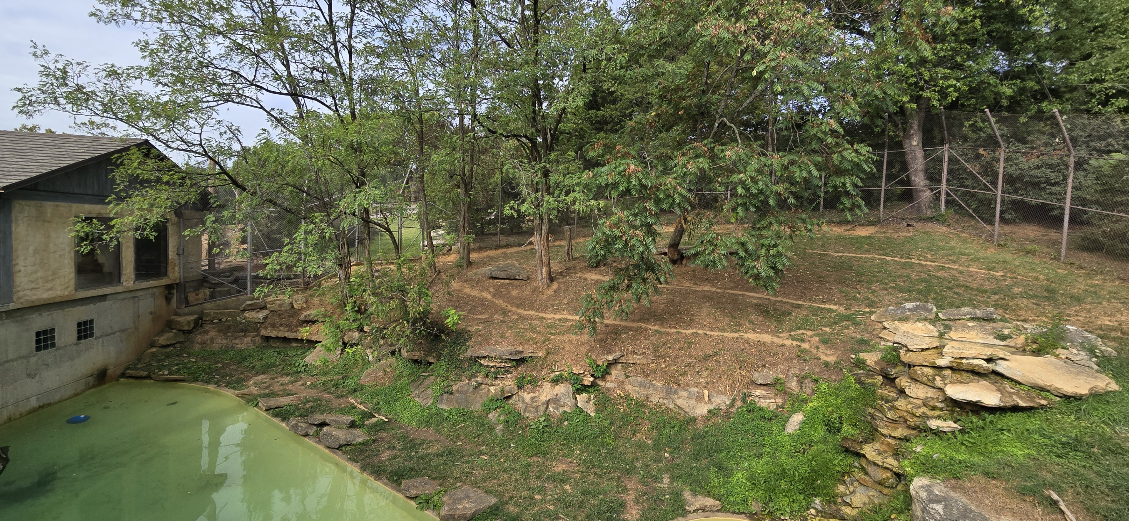 Tiger Taiga - Amur tiger