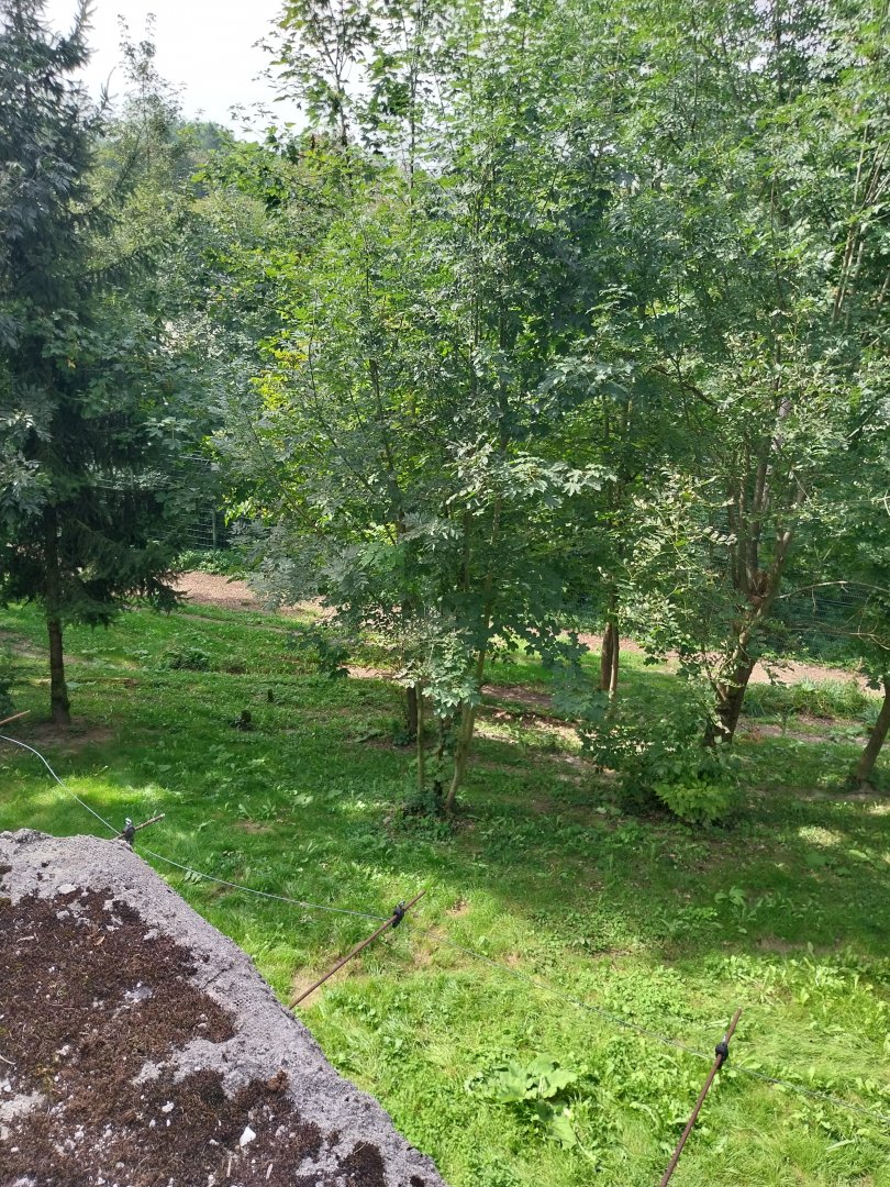 Tiger taiga - First enclosure