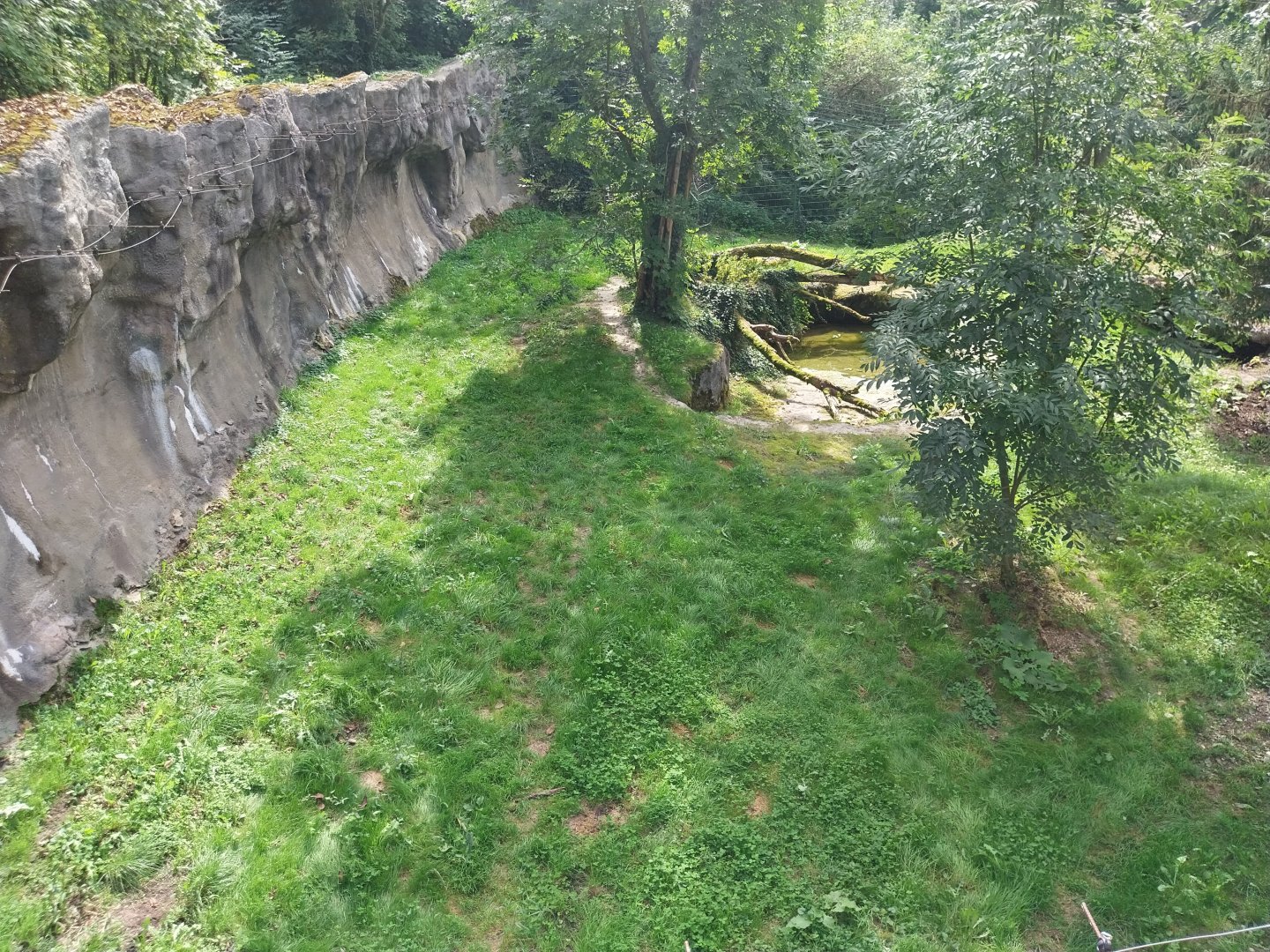 Tiger taiga - Second enclosure