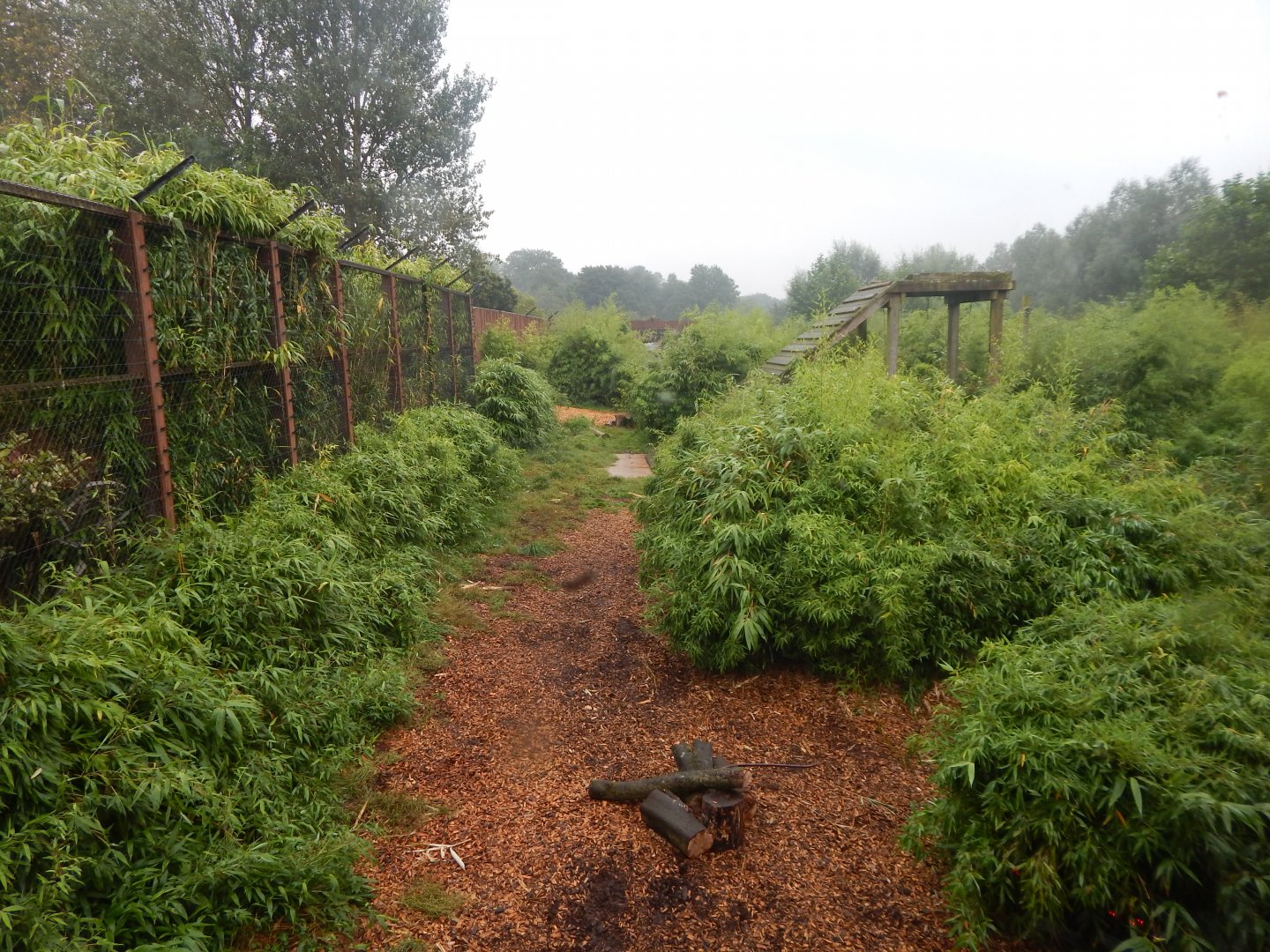Tiger Taiga - Siberian tiger enclosure 140921