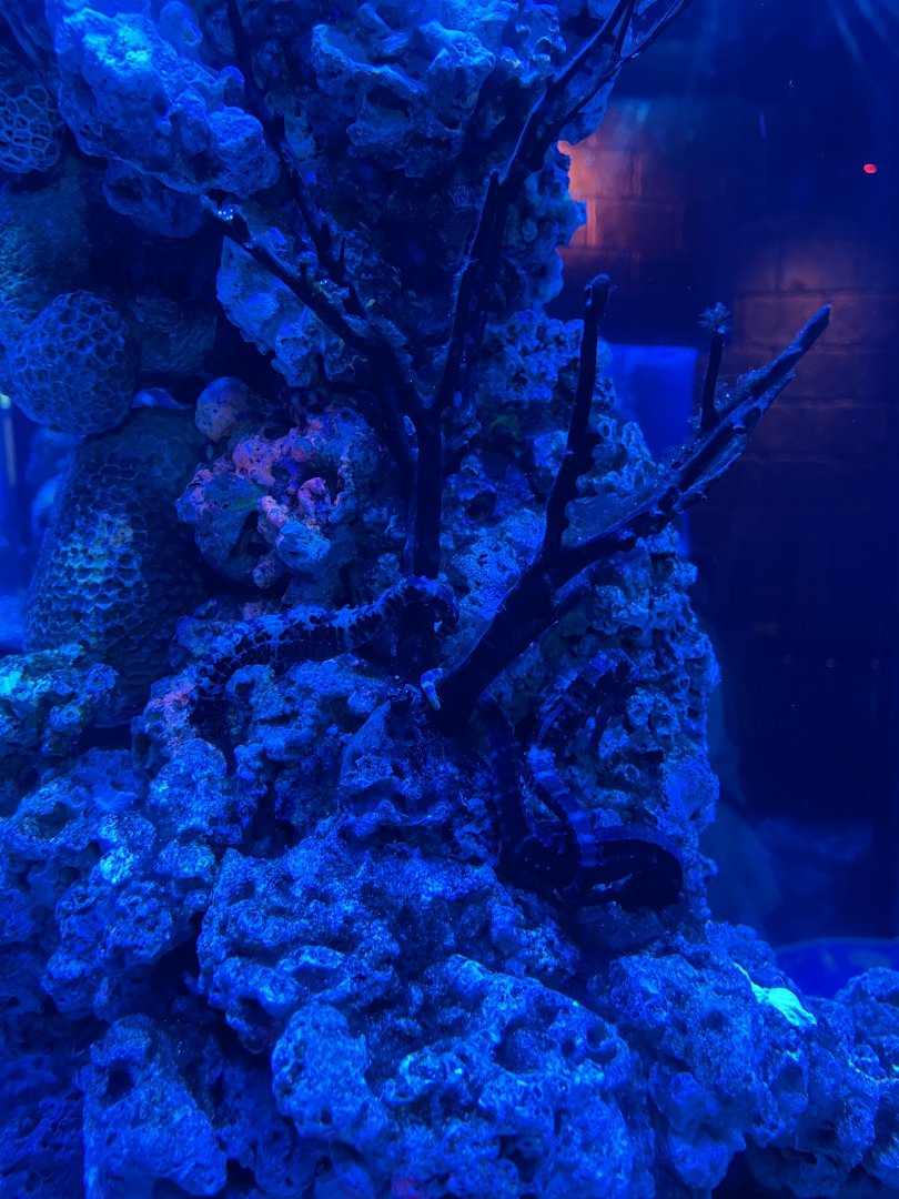 tiger tail seahorse (hippocampus comes) (1) - BX Sea