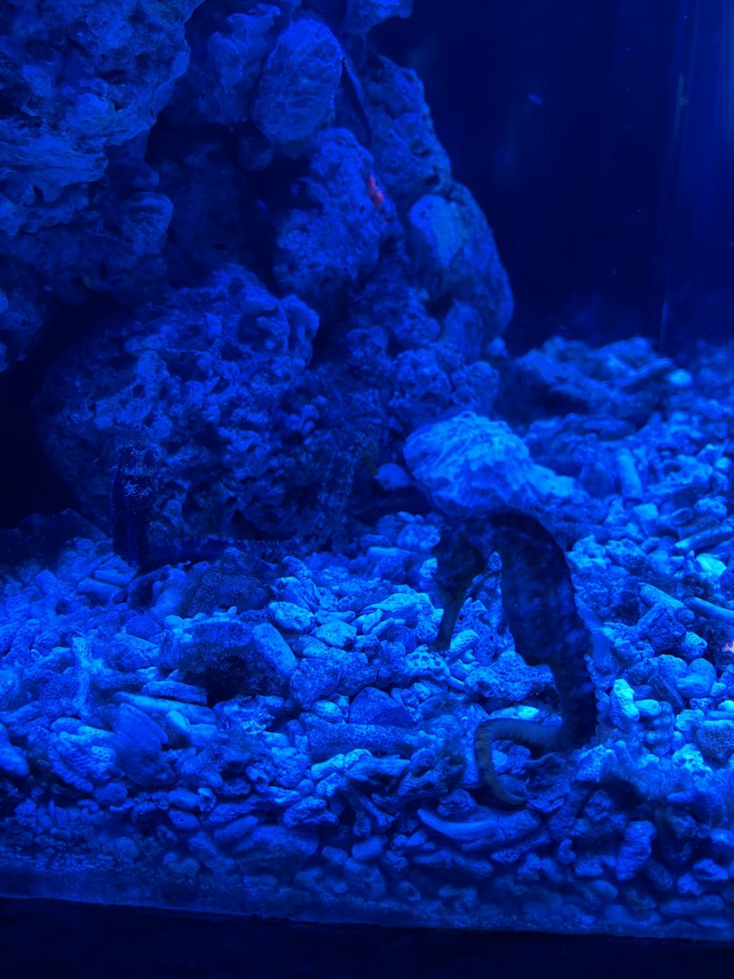 tiger tail seahorse (hippocampus comes) (2) - BX Sea