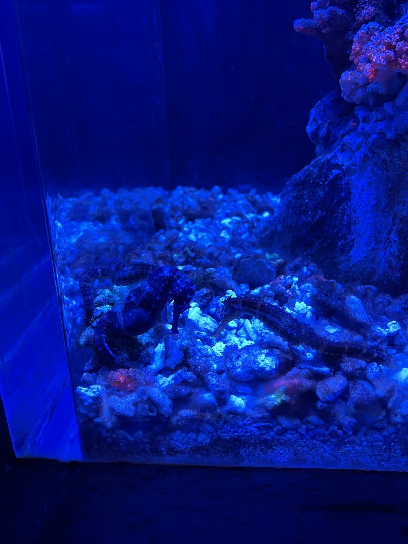 tiger tail seahorse (hippocampus comes) (4) - BX Sea