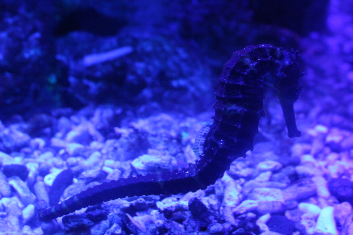 Tiger tail seahorse (Hippocampus comes) - BXSea