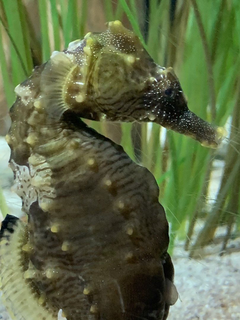Tiger Tail Seahorse (Hippocampus comes)