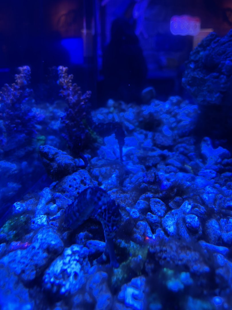 tiger tail seahorse (hipppcampus comes) (5) - BX Sea