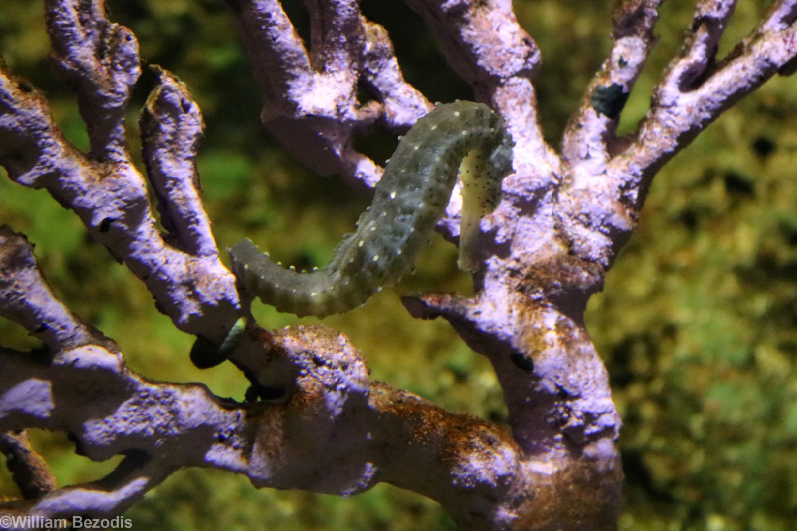 Tiger Tail Seahorse