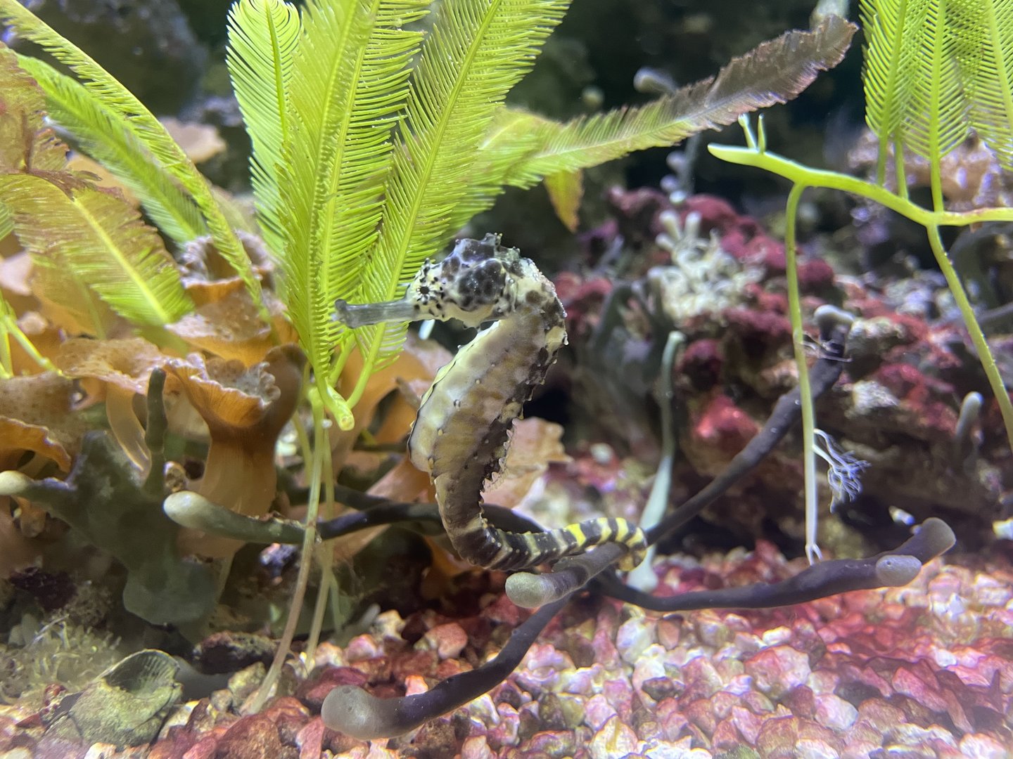 Tiger Tail Seahorse