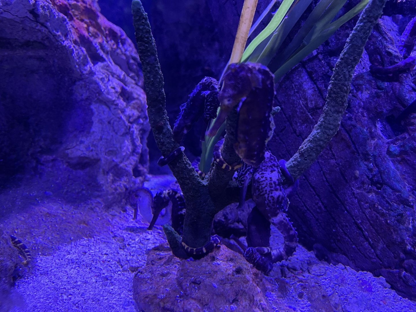 tiger tail seahorses (hippocampus comes)
