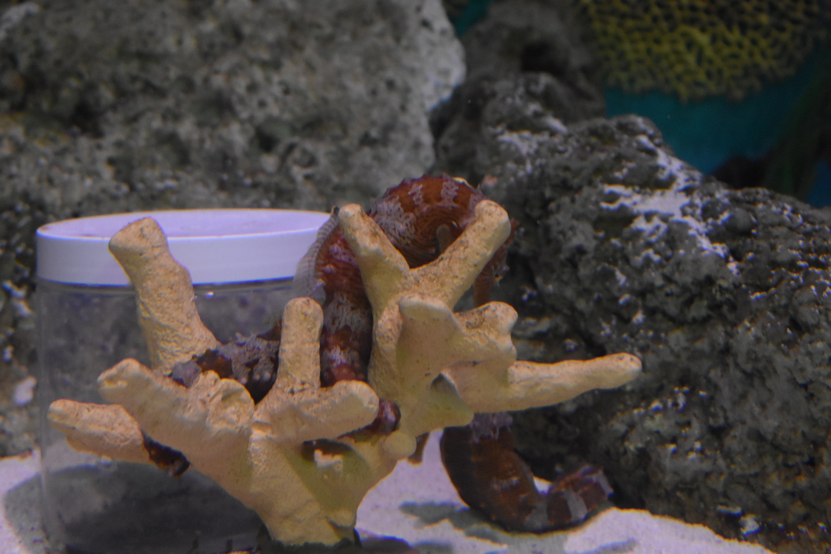 Tiger Tail Seahorses