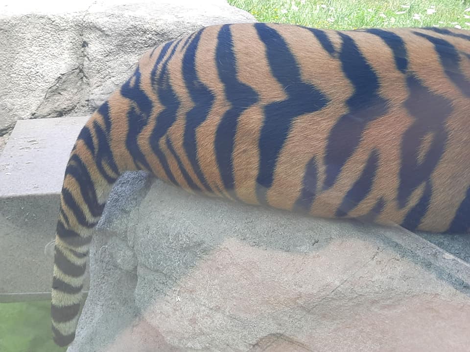 Tiger Tail