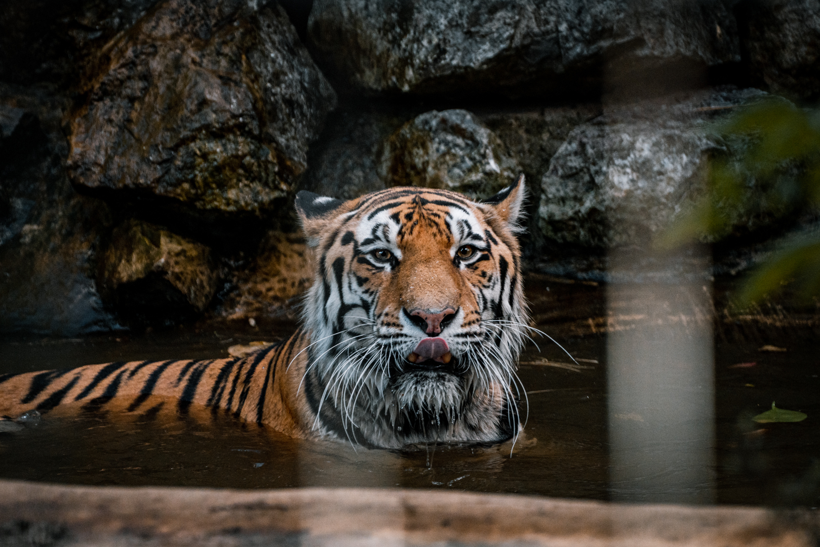 Tiger taking a bath