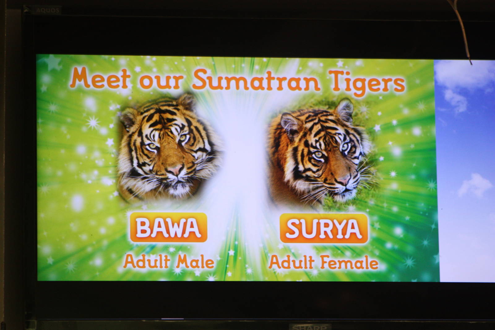 Tiger television screen, 27th October 2014